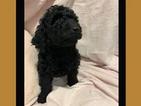 Ace, a male Poodle - Miniature  and Poodle - Standard  for sale in Washington, MO – Photo 1 of 9