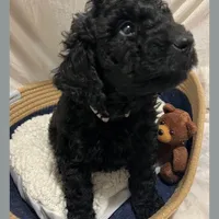 Ace, a male Poodle - Miniature  and Poodle - Standard  for sale in Washington, MO – Photo 4 of 9