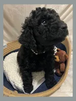 Ace, a male Poodle - Miniature  and Poodle - Standard  for sale in Washington, MO – Photo 4 of 9