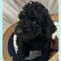 Ace, a male Poodle - Miniature  and Poodle - Standard  for sale in Washington, MO – Photo 5 of 9