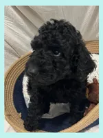 Ace, a male Poodle - Miniature  and Poodle - Standard  for sale in Washington, MO – Photo 5 of 9