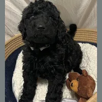 Ace, a male Poodle - Miniature  and Poodle - Standard  for sale in Washington, MO – Photo 7 of 9