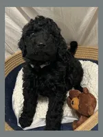 Ace, a male Poodle - Miniature  and Poodle - Standard  for sale in Washington, MO – Photo 7 of 9