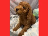 Emma, a female Labradoodle for sale in Washington, MO – Photo 2 of 7