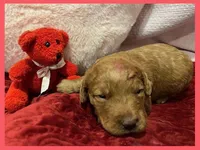 Emma, a female Labradoodle for sale in Washington, MO – Photo 3 of 3