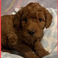 Emma, a female Labradoodle for sale in Washington, MO – Photo 5 of 7
