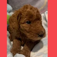 Emma, a female Labradoodle for sale in Washington, MO – Photo 6 of 7