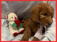 Emma, a female Labradoodle for sale in Washington, MO – Photo 3 of 7