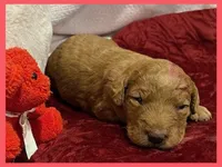 Emma, a female Labradoodle for sale in Washington, MO – Photo 1 of 3