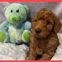 Emma, a female Labradoodle for sale in Washington, MO – Photo 7 of 7