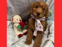 Emma, a female Labradoodle for sale in Washington, MO – Photo 4 of 7