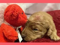 Emma, a female Labradoodle for sale in Washington, MO – Photo 2 of 3