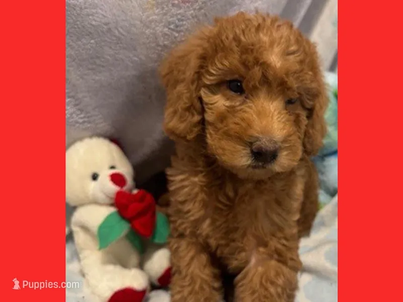 Emma – Labradoodle puppy for sale in Washington, MO