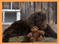 Sammy, a male Poodle - Miniature  and Miniature Goldendoodle for sale in Washington, MO – Photo 7 of 10