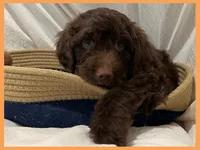 Sammy, a male Poodle - Miniature  and Miniature Goldendoodle for sale in Washington, MO – Photo 8 of 10