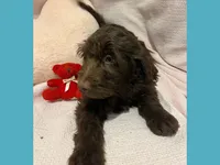 Sammy, a male Poodle - Miniature  and Miniature Goldendoodle for sale in Washington, MO – Photo 2 of 10