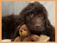 Sammy, a male Poodle - Miniature  and Miniature Goldendoodle for sale in Washington, MO – Photo 5 of 10