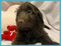 Sammy, a male Poodle - Miniature  and Miniature Goldendoodle for sale in Washington, MO – Photo 3 of 10