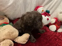 Sammy, a male Poodle - Miniature  and Miniature Goldendoodle for sale in Washington, MO – Photo 10 of 10