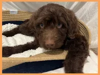 Sammy, a male Poodle - Miniature  and Miniature Goldendoodle for sale in Washington, MO – Photo 6 of 10