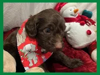 Sammy, a male Poodle - Miniature  and Miniature Goldendoodle for sale in Washington, MO – Photo 9 of 10