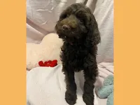 Simon, a male Poodle - Miniature  and Miniature Goldendoodle for sale in Washington, MO – Photo 2 of 9