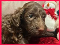 Simon, a male Poodle - Miniature  and Miniature Goldendoodle for sale in Washington, MO – Photo 7 of 9