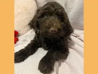 Simon, a male Poodle - Miniature  and Miniature Goldendoodle for sale in Washington, MO – Photo 4 of 9