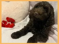 Simon, a male Poodle - Miniature  and Miniature Goldendoodle for sale in Washington, MO – Photo 1 of 9