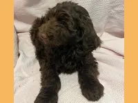Simon, a male Poodle - Miniature  and Miniature Goldendoodle for sale in Washington, MO – Photo 3 of 9