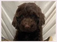Simon, a male Poodle - Miniature  and Miniature Goldendoodle for sale in Washington, MO – Photo 6 of 9