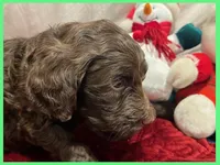 Simon, a male Poodle - Miniature  and Miniature Goldendoodle for sale in Washington, MO – Photo 9 of 9