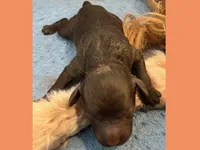 Sophie, a female Poodle - Miniature  and Miniature Goldendoodle for sale in Washington, MO – Photo 4 of 4