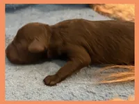 Sophie, a female Poodle - Miniature  and Miniature Goldendoodle for sale in Washington, MO – Photo 2 of 4