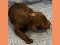 Sophie, a female Poodle - Miniature  and Miniature Goldendoodle for sale in Washington, MO – Photo 3 of 4