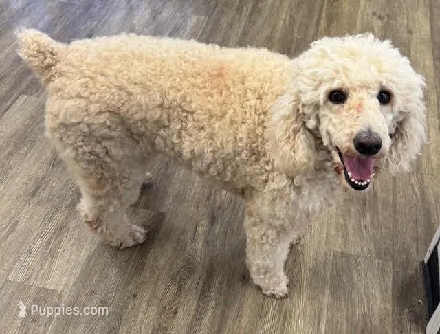 Roxie – Poodle - Standard  puppy for sale in Washington, MO