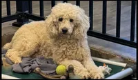 Roxie, a female Poodle - Standard  for sale in Washington, MO – Photo 9 of 9