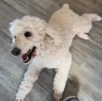 Roxie, a female Poodle - Standard  for sale in Washington, MO – Photo 3 of 9