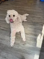 Roxie, a female Poodle - Standard  for sale in Washington, MO – Photo 7 of 9