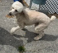 Roxie, a female Poodle - Standard  for sale in Washington, MO – Photo 4 of 8