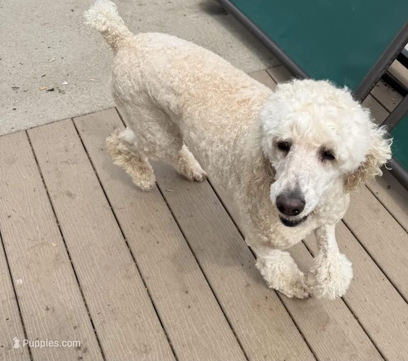 Roxie – Poodle - Standard  puppy for sale in Washington, MO