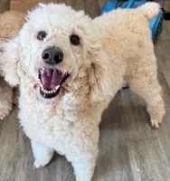 Roxie, a female Poodle - Standard  for sale in Washington, MO – Photo 6 of 9
