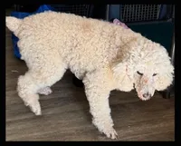 Roxie, a female Poodle - Standard  for sale in Washington, MO – Photo 8 of 9