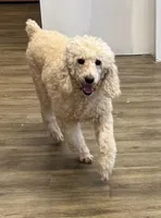 Roxie, a female Poodle - Standard  for sale in Washington, MO – Photo 2 of 9