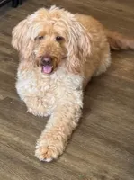 Coco, a female Goldendoodle for sale in Washington, MO – Photo 2 of 7