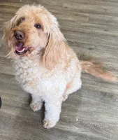 Coco, a female Goldendoodle for sale in Washington, MO – Photo 6 of 7