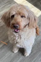 Coco, a female Goldendoodle for sale in Washington, MO – Photo 4 of 7