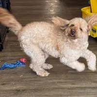 Coco, a female Goldendoodle for sale in Washington, MO – Photo 5 of 7