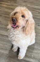 Coco, a female Goldendoodle for sale in Washington, MO – Photo 1 of 7