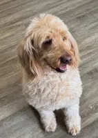 Coco, a female Goldendoodle for sale in Washington, MO – Photo 7 of 7